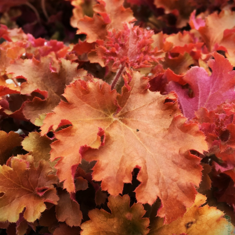 Heuchera hybrida Indian Summer Gojiberry - Alunrod