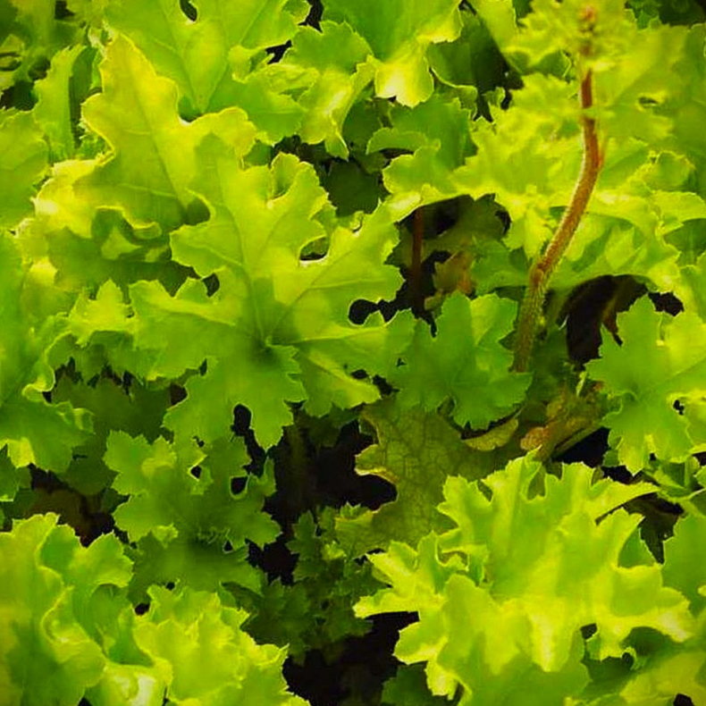 Heuchera hybrida Lime Marmelade - Alunrod