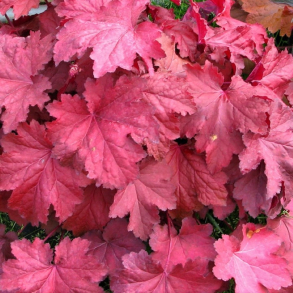 Heuchera hybrida Magma - Alunrod