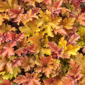 Heuchera hybrida Marmalade - Alunrod