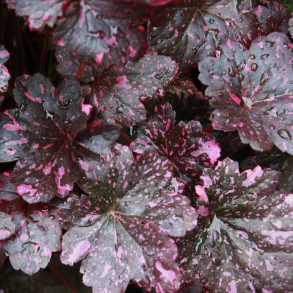 Heuchera hybrida Midnight Rose - Alunrod