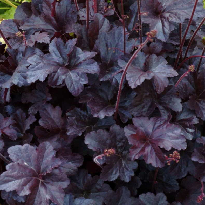 Heuchera hybrida Obsidian - Alunrod