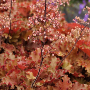 Heuchera hybrida Orangeberry - Alunrod