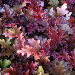 Heuchera hybrida Orangeberry - Alunrod