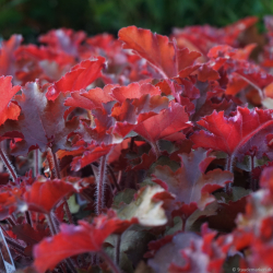 Heuchera hybrida Orangeberry - Alunrod