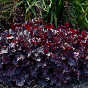 Heuchera hybrida Plum Pudding - Alunrod