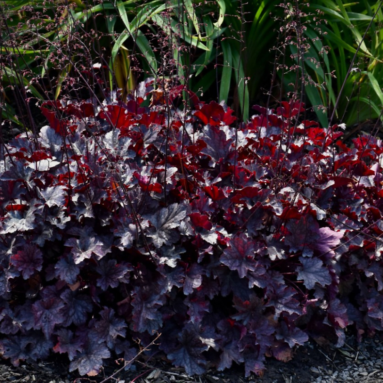 Heuchera hybrida Plum Pudding - Alunrod