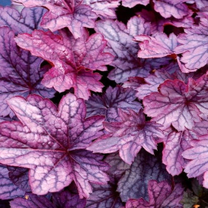 Heuchera hybrida Shanghai - Alunrod