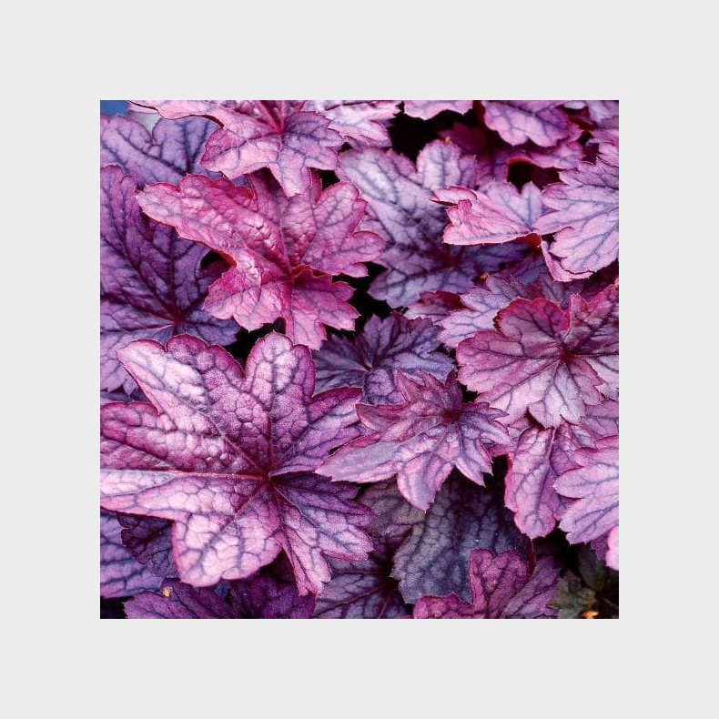 Heuchera hybrida Shanghai - Alunrod