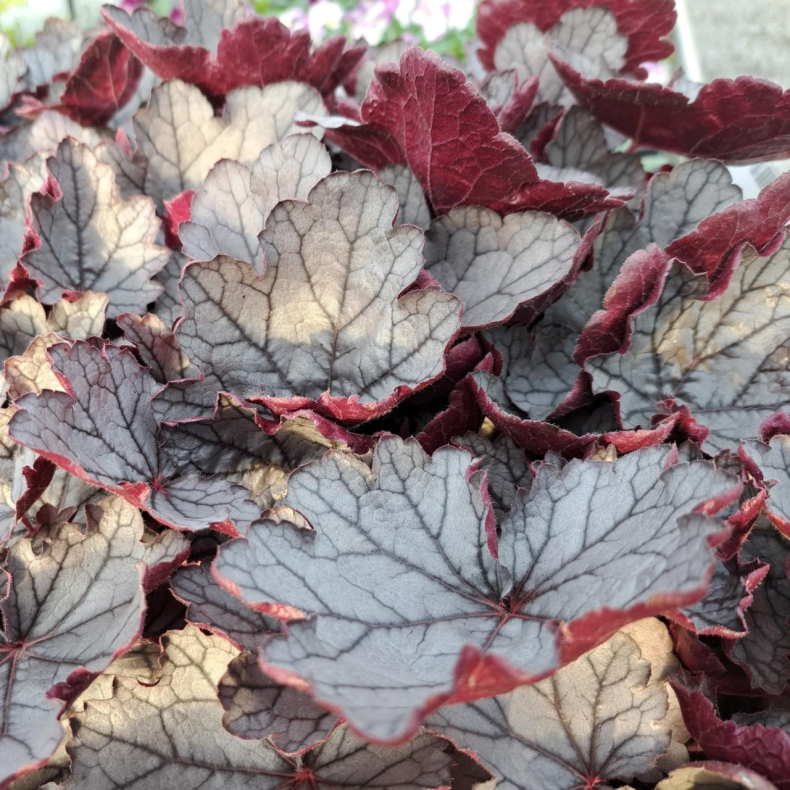 Heuchera hybrida Silverberry - Alunrod