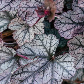 Heuchera hybrida Timeless Treasure - Alunrod