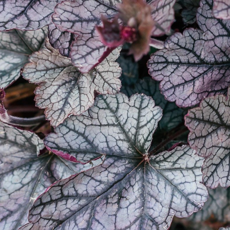 Heuchera hybrida Timeless Treasure - Alunrod