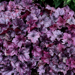 Heuchera hybrida Wild Rose - Alunrod