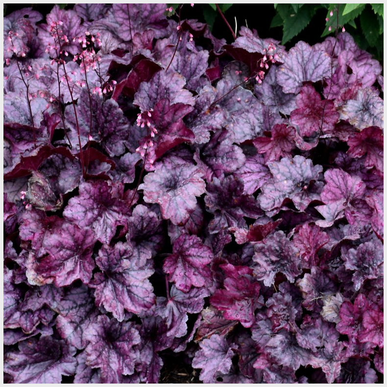Heuchera hybrida Wild Rose - Alunrod
