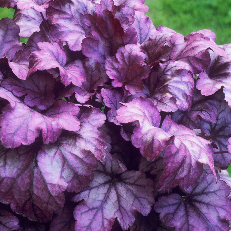 Heuchera hybrida Wildberry - Alunrod