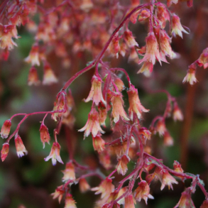 Heuchera sanguinera Bressingham -  Alunrod