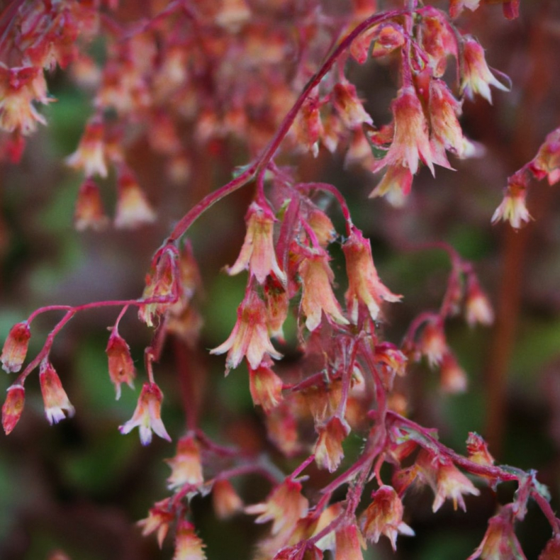 Heuchera sanguinera Bressingham -  Alunrod