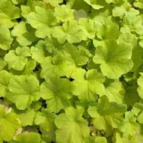 Heuchera villosa Citronelle - Alunrod