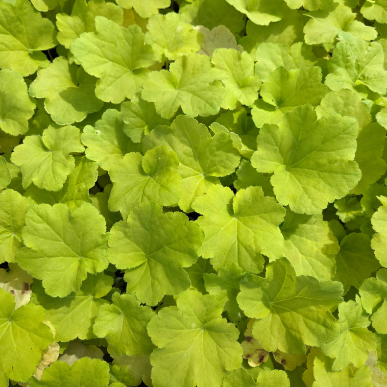 Heuchera villosa Citronelle - Alunrod