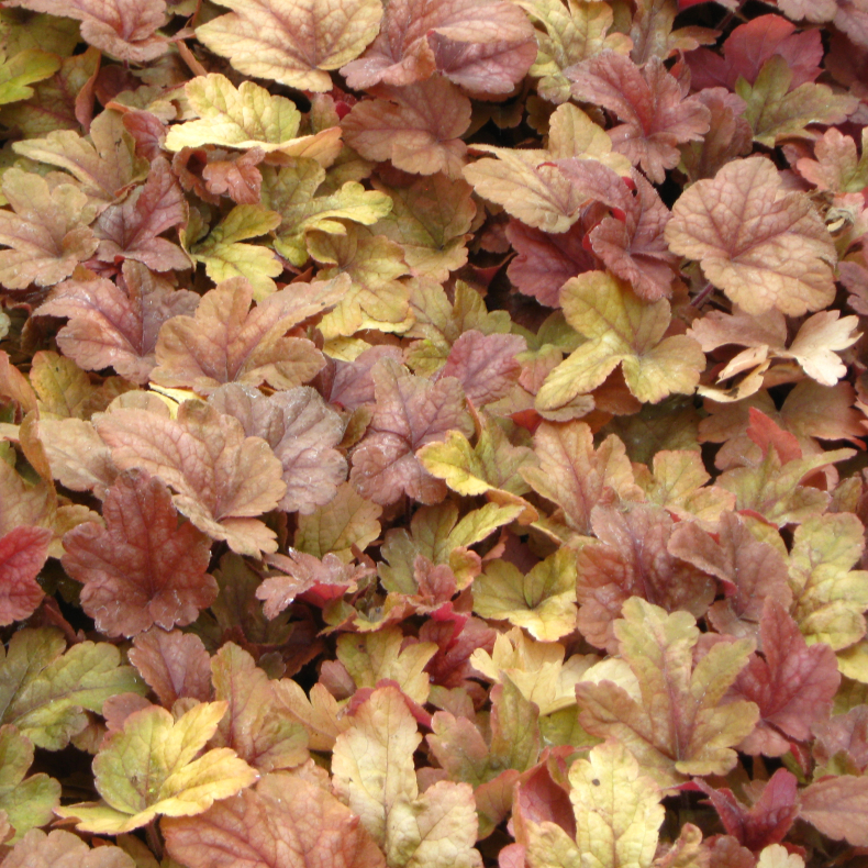 Heucherella Buttered Rum - Alunrod