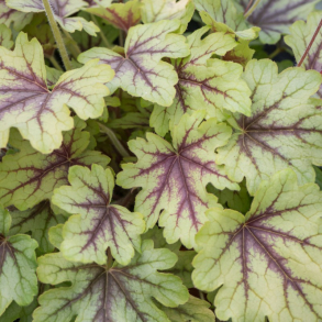 Heucherella Eye Spy - Alunrod