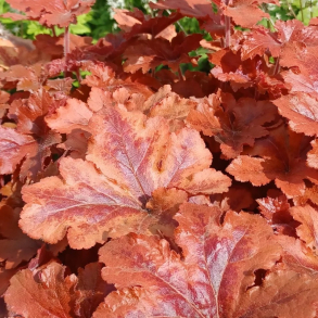 Heucherella Hopscotch - Alunrod