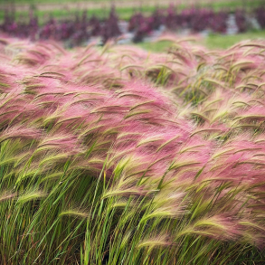 Hordeum jubatum - Egernhalebyg
