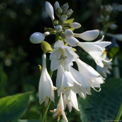 Hosta Alvatine Taylor - Funkia 