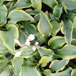 Hosta Alvatine Taylor - Funkia 