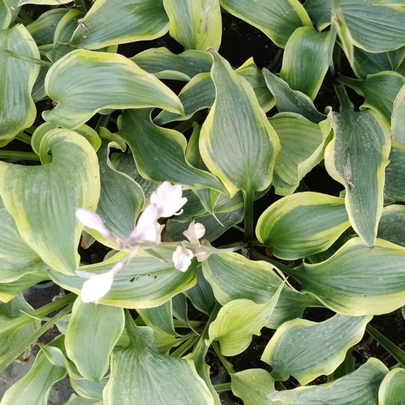 Hosta Alvatine Taylor - Funkia 
