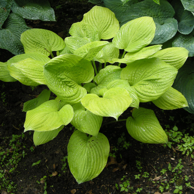 Hosta Banana Kid - Funkia