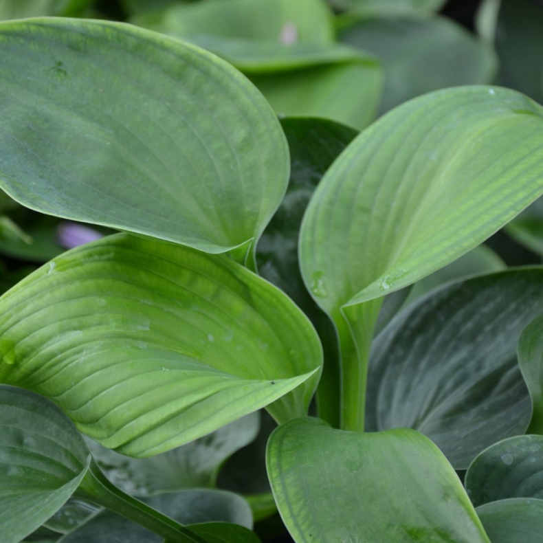 Hosta Black Beauty - Funkia 1L