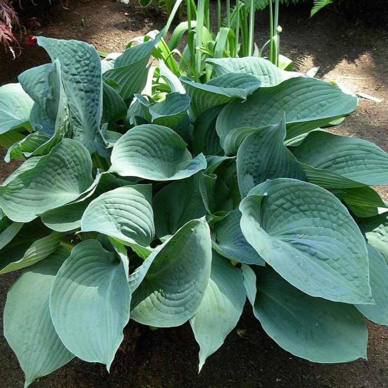 Hosta Blue Hawaii - Funkia 1L
