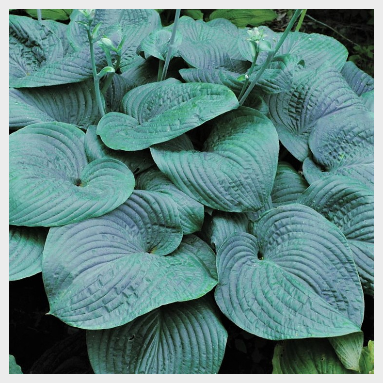Hosta Blue Mammoth - Funkia 1L