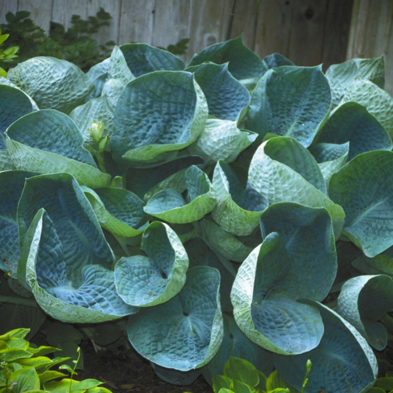 Hosta Drinking Gourd - Funkia 2L