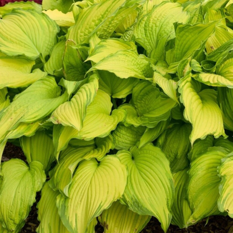 Hosta First Dance - Funkia 1L