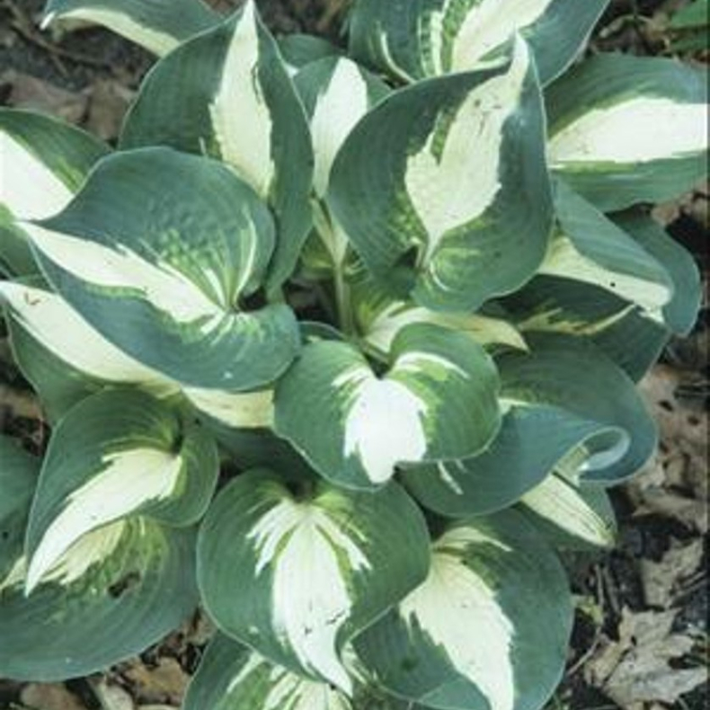 Hosta Half And Half - Funkia 