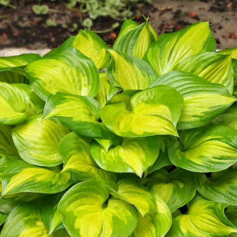 Hosta Lakeside Banana Bay - Funkia