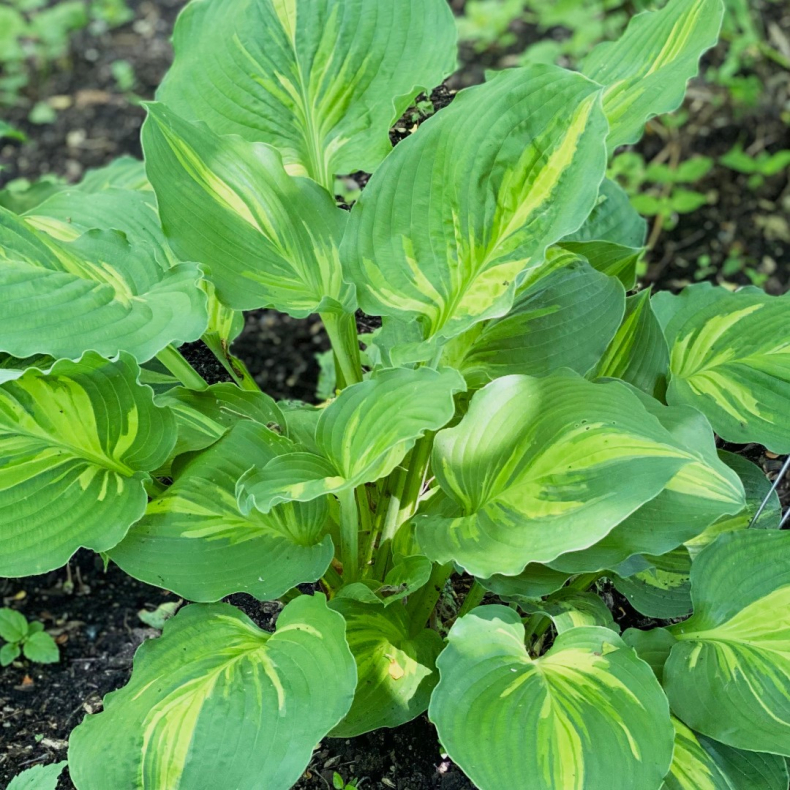 Hosta Lakeside Paisley Print - Funkia 1L