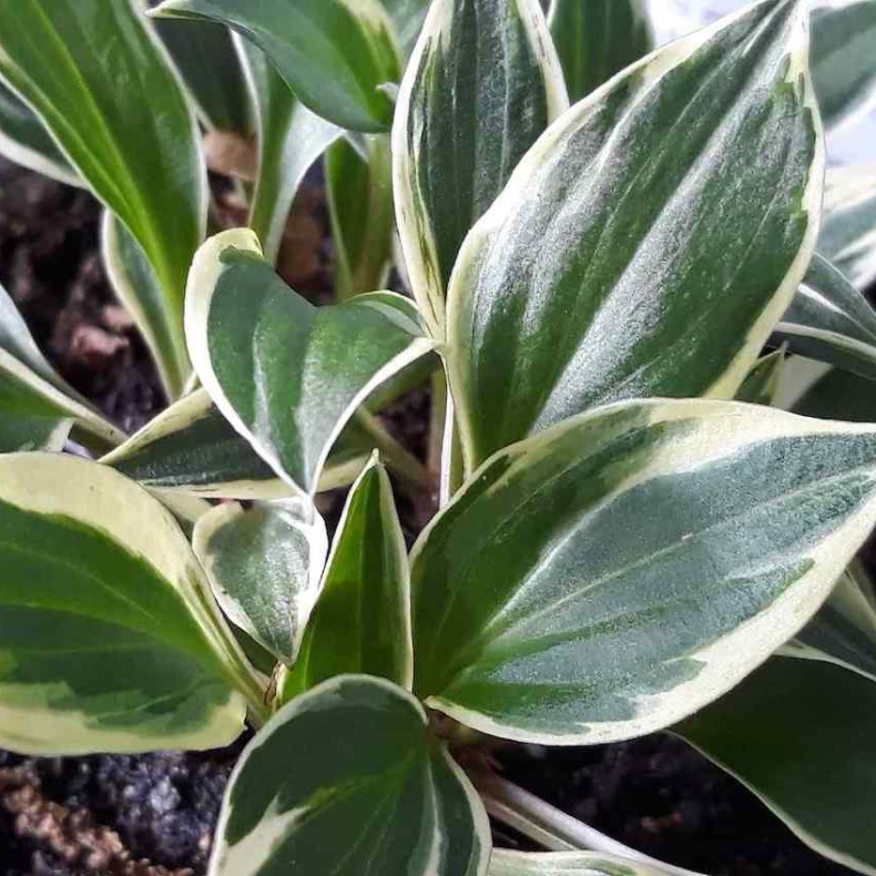 Hosta Lakeside Zinger - Funkia