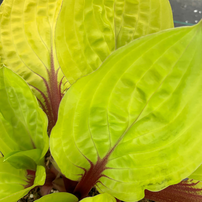 Hosta Lemon Snap - Funkia 1L