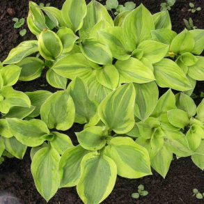 Hosta Moon Split - Funkia 1L