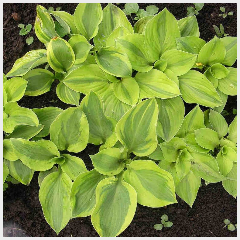 Hosta Moon Split - Funkia 1L
