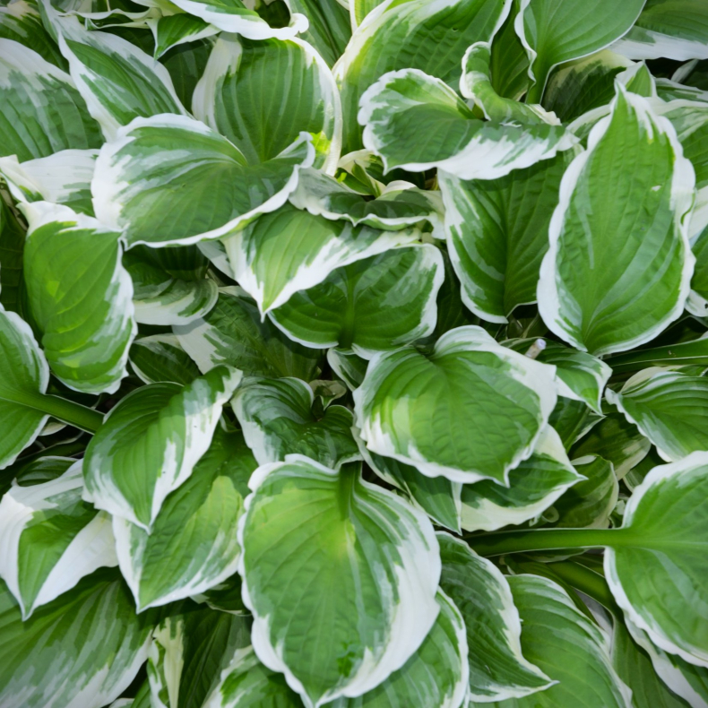Hosta Northern Exposure - Funkia 1L