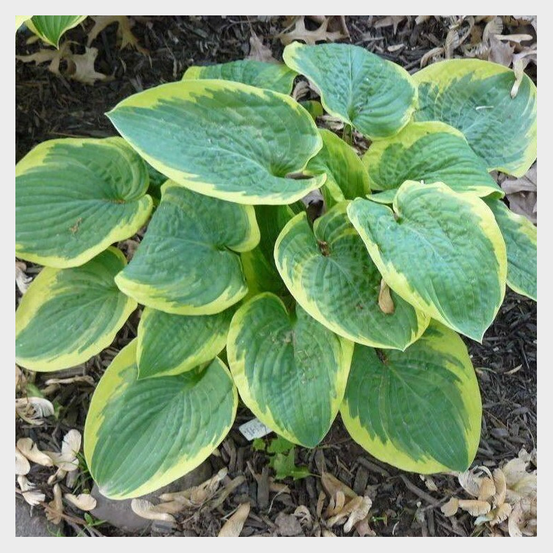 Hosta Ocean Isle - Funkia 2L