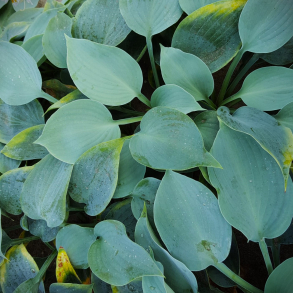 Hosta Pewterware - Funkia