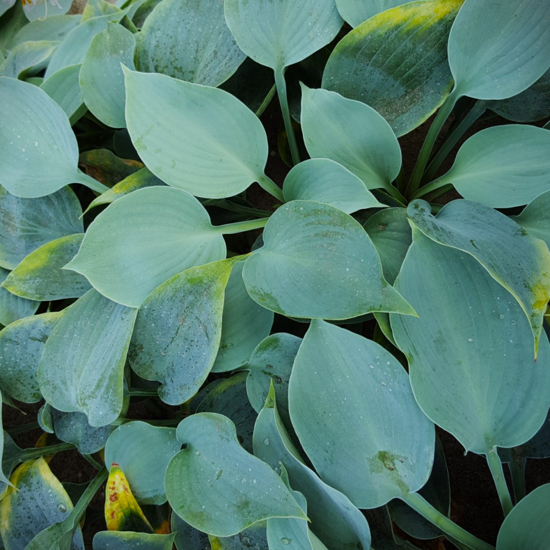 Hosta Pewterware - Funkia