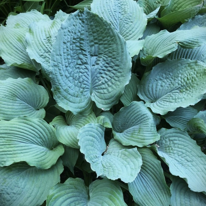 Hosta Queen of the Seas - Funkia 1.5L
