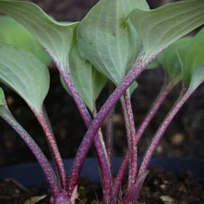 Hosta Red Cadet - Funkia 