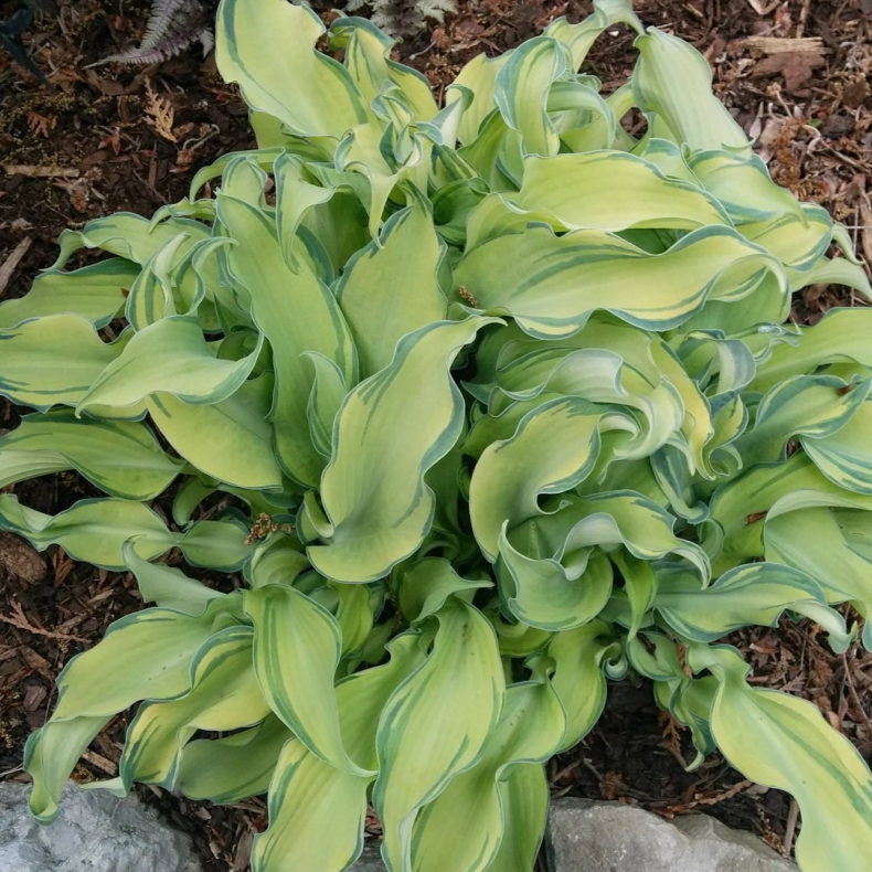 Hosta Ripple Effect - Funkia 1L